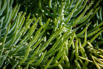 Close up of bright green succulents with dew drops
