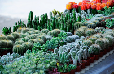 Selected focused on a group of small and colourful cactus planted in small plastic pots. The small...