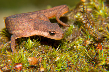 newt close up