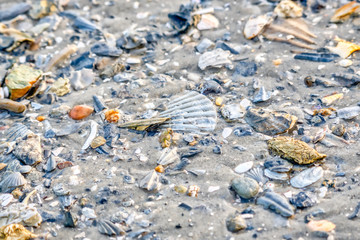A closeup of shells and gravel on a river bank at low tide.