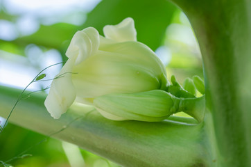Isolated Papaya Blossom