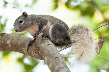 Close up quirrel on branch of tree.	