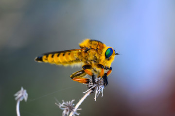 Macro shot of a robber fly 