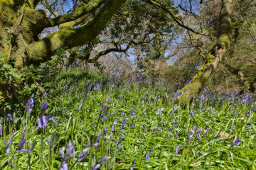 bluebells in the wood