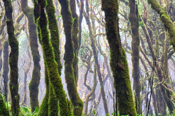 Mossy trees at Garajonay National Park, La Gomera, Canary Islands