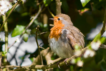robin perched on branch