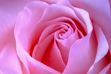 Fototapeta na wymiar Rose flower. Close-up. Pink color.