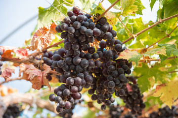Fresh red grapes fruit on plant.
