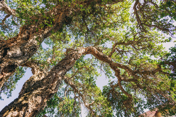 Nature landscape trees cork oak
