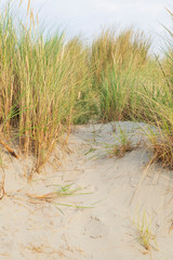 Sandstrand und Düne mit Gras