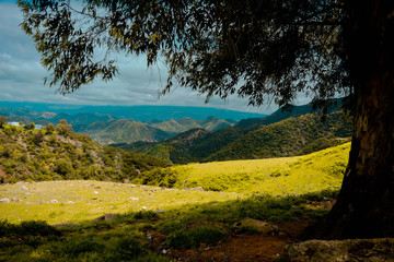 mountains and tree