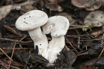 Entoloma lividum livid agaric pinkgill leaden lead poisoner and gray pinkgill called in Spain mushroom perfused reddish cream is the mushroom that produces more poisonings in Spain
