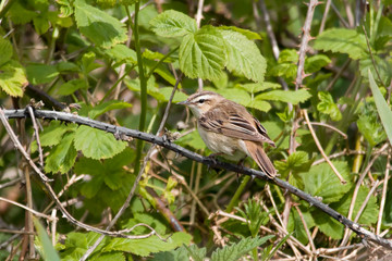 sedge warbler on a brach