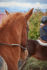 Beautiful portrait of a brown horse