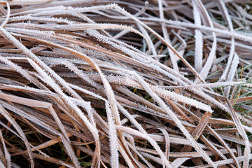 Brown blades of grass lying on the ground with rime in the garden on a frosty winter morning in December. Seen in Bavaria, Germany