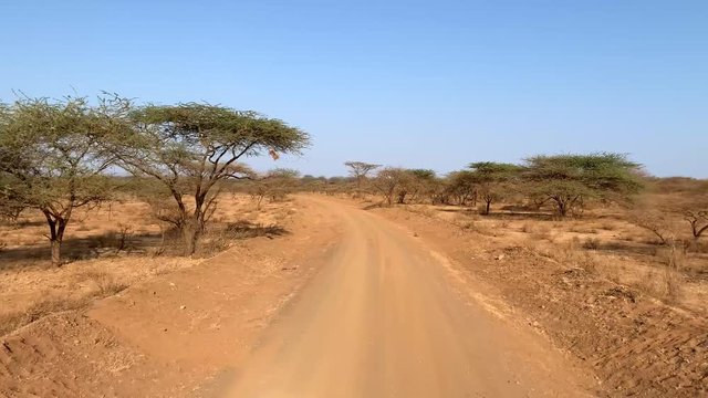 Narrow dirt road leading along single trees with flat treetops. Dirt track in African savannah, Tsavo East National Park, Kenya, Africa.