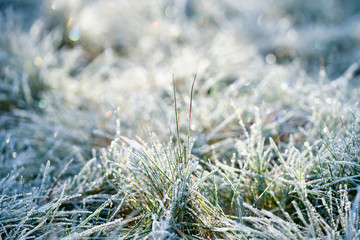 Beautiful morning scenery with blades of grass covered with white rime in the back light in a meadow. Seen in Bavaria, Germany, in December.