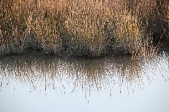 FLORA LAGO