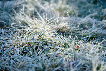 Beautiful morning scenery with blades of grass covered with white rime in the back light in a meadow. Seen in Bavaria, Germany, in December.