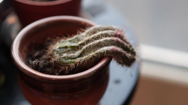 A floppy or melting dying cactus