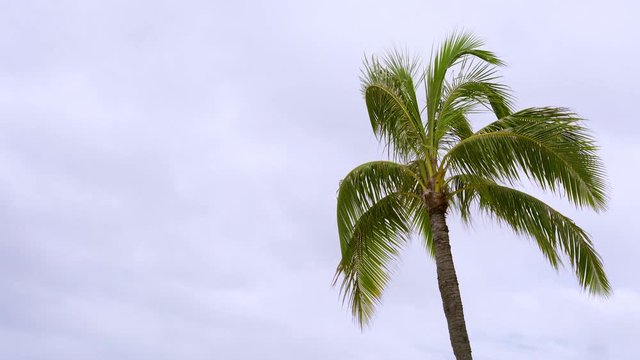 Tropical palm tree branches blowing in the wind overcast medium shot