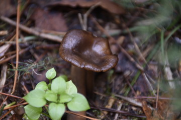 mushroom in the forest