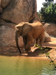 Elefante en cautividad