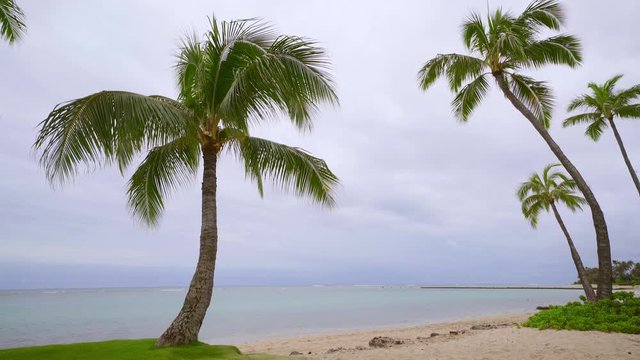 Palm tree leaves blow in gentle breeze on tropical beach with turquoise water overcast day