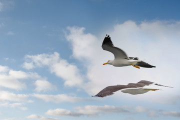 seagull flying in a cloudy sky close up
