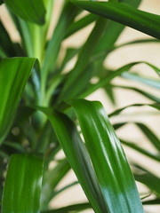 Palm tree Yucca Elefantis at home.