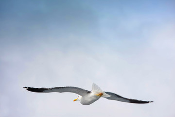 seagull flying in a cloudy sky close up