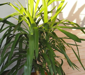 Palm tree Yucca Elefantis at home.