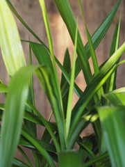 Palm tree Yucca Elefantis at home.