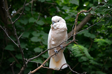 Salmon-Crested Cockatoo - Zoo Animals