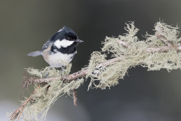 The Coal Tit (Periparus ater)