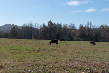 Pasture with cows