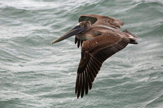 Pelcan in flight