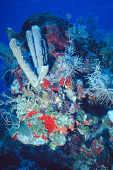 Grand Cayman Sponges