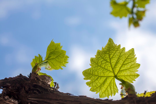 young vine leaves on sky backgrund
