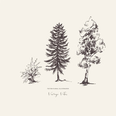 Vector natural forest set of evegreen trees