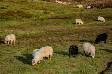 Obraz premium Sheeps at Faroe Islands