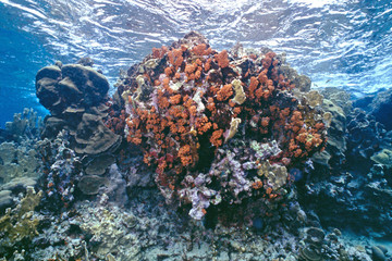 Coral Head