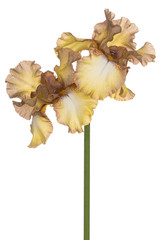 iris flower isolated