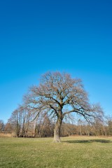 Oak on a meadow in spring