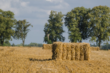 AGRICULTURE -  Straw bales in the field