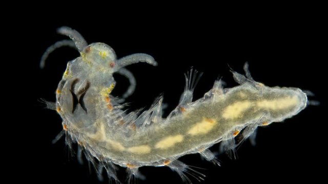  worm Polychaeta under a microscope, family Nerillidae, this is the Annelida class, live in marine and fresh waters, both the detritus and predators