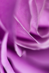 Violet blurred wallpaper for smartphone.