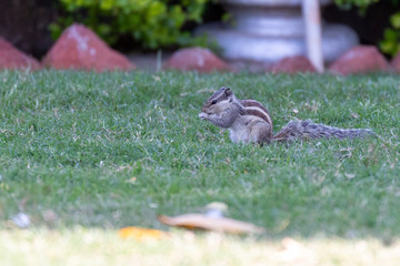 Squirrel in Udaipur Gardens