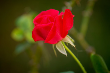 Fresh red rose in the garden, blurry background.