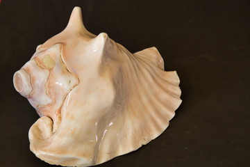 Prehispanic instrument of Mexico, Caracol Azteca